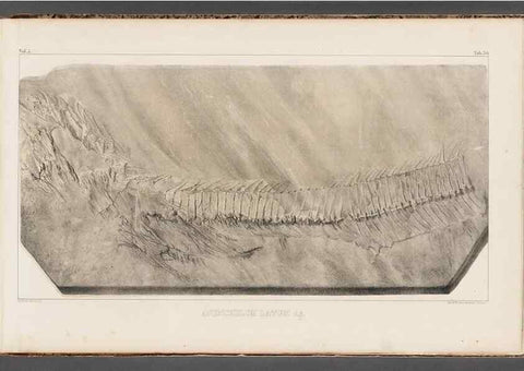 Reproducción/Reproduction 49640578067: Recherches sur les poissons fossiles ... /. Neuchatel :Petitpierre,1833-43.. 