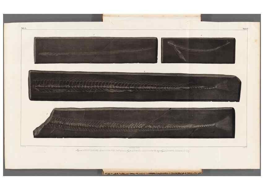 Reproducción/Reproduction 49640578347: Recherches sur les poissons fossiles ... /. Neuchatel :Petitpierre,1833-43.. 