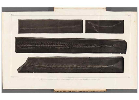 Reproducción/Reproduction 49640578347: Recherches sur les poissons fossiles ... /. Neuchatel :Petitpierre,1833-43.. 
