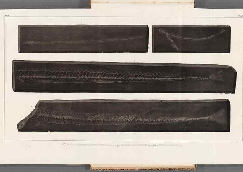 Reproducción/Reproduction 49640578347: Recherches sur les poissons fossiles ... /. Neuchatel :Petitpierre,1833-43.. 
