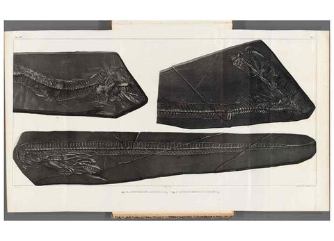 Reproducción/Reproduction 49640306276: Recherches sur les poissons fossiles ... /. Neuchatel :Petitpierre,1833-43.. 