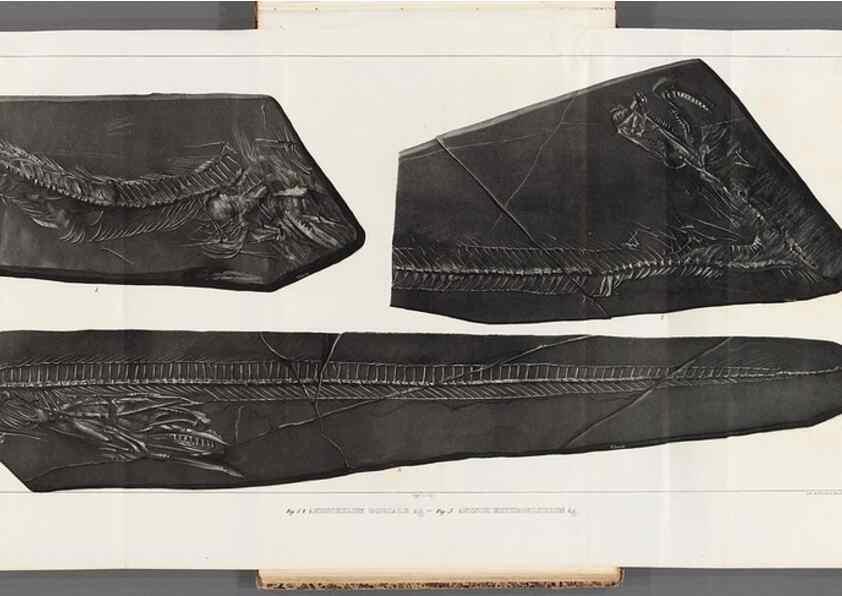 Reproducción/Reproduction 49640306276: Recherches sur les poissons fossiles ... /. Neuchatel :Petitpierre,1833-43.. 
