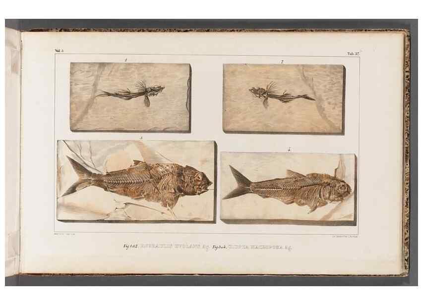 Reproducción/Reproduction 49639782518: Recherches sur les poissons fossiles ... /. Neuchatel :Petitpierre,1833-43.. 