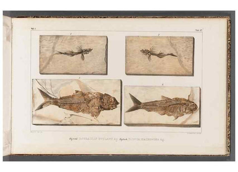 Reproducción/Reproduction 49639782518: Recherches sur les poissons fossiles ... /. Neuchatel :Petitpierre,1833-43.. 