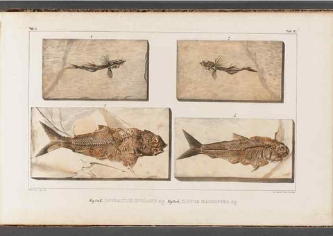 Reproducción/Reproduction 49639782518: Recherches sur les poissons fossiles ... /. Neuchatel :Petitpierre,1833-43.. 