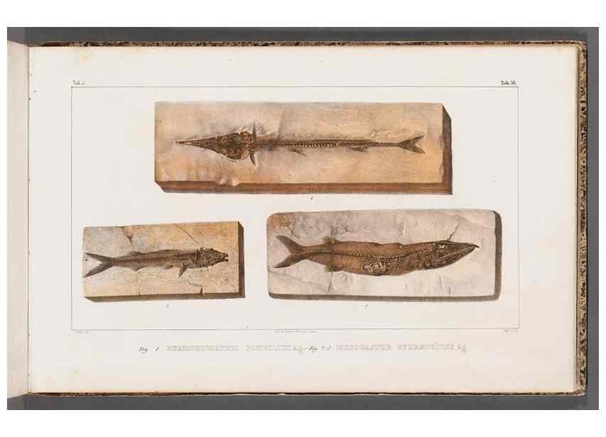 Reproducción/Reproduction 49640307046: Recherches sur les poissons fossiles ... /. Neuchatel :Petitpierre,1833-43.. 