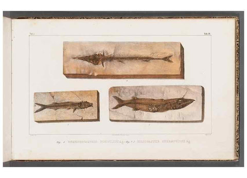 Reproducción/Reproduction 49640307046: Recherches sur les poissons fossiles ... /. Neuchatel :Petitpierre,1833-43.. 