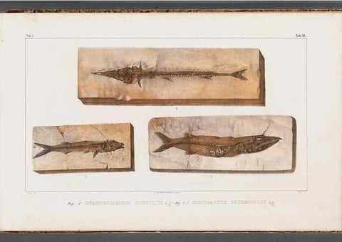 Reproducción/Reproduction 49640307046: Recherches sur les poissons fossiles ... /. Neuchatel :Petitpierre,1833-43.. 