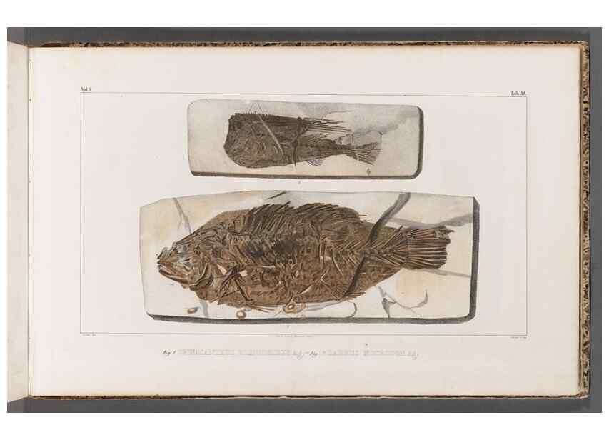 Reproducción/Reproduction 49640307326: Recherches sur les poissons fossiles ... /. Neuchatel :Petitpierre,1833-43.. 