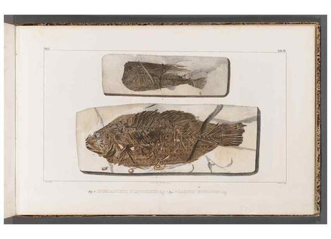 Reproducción/Reproduction 49640307326: Recherches sur les poissons fossiles ... /. Neuchatel :Petitpierre,1833-43.. 