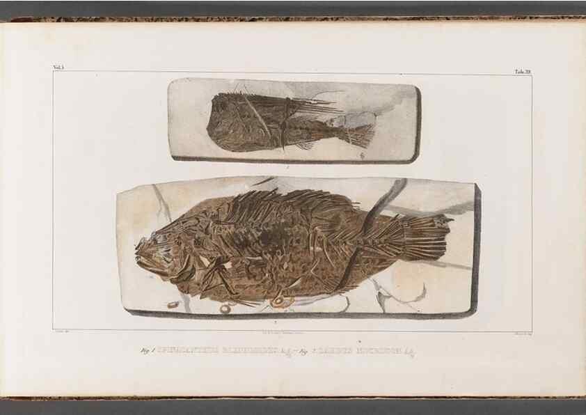 Reproducción/Reproduction 49640307326: Recherches sur les poissons fossiles ... /. Neuchatel :Petitpierre,1833-43.. 