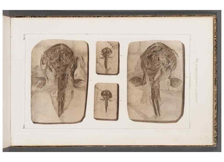 Reproducción/Reproduction 49640307621: Recherches sur les poissons fossiles ... /. Neuchatel :Petitpierre,1833-43.. 