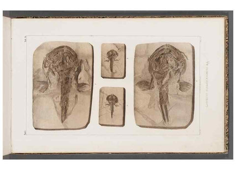 Reproducción/Reproduction 49640307621: Recherches sur les poissons fossiles ... /. Neuchatel :Petitpierre,1833-43.. 