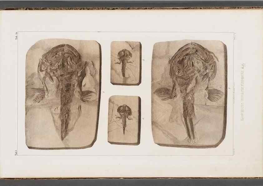 Reproducción/Reproduction 49640307621: Recherches sur les poissons fossiles ... /. Neuchatel :Petitpierre,1833-43.. 