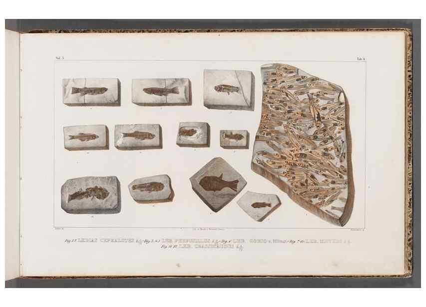 Reproducción/Reproduction 49639783948: Recherches sur les poissons fossiles ... /. Neuchatel :Petitpierre,1833-43.. 
