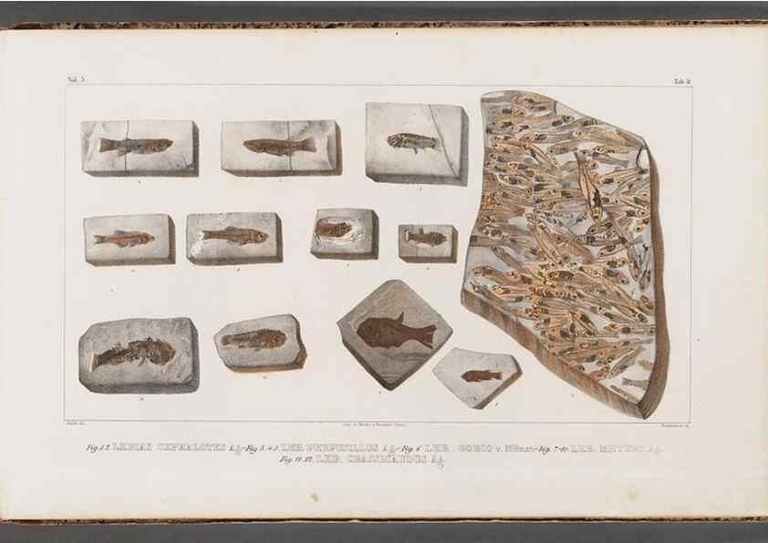 Reproducción/Reproduction 49639783948: Recherches sur les poissons fossiles ... /. Neuchatel :Petitpierre,1833-43.. 