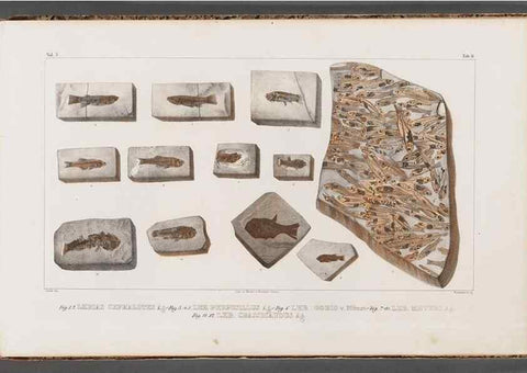 Reproducción/Reproduction 49639783948: Recherches sur les poissons fossiles ... /. Neuchatel :Petitpierre,1833-43.. 