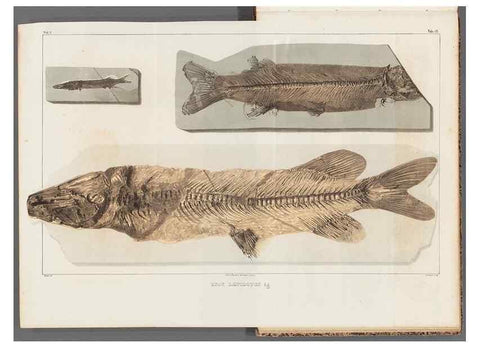 Reproducción/Reproduction 49640308271: Recherches sur les poissons fossiles ... /. Neuchatel :Petitpierre,1833-43.. 