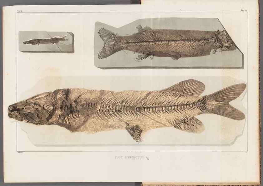 Reproducción/Reproduction 49640308271: Recherches sur les poissons fossiles ... /. Neuchatel :Petitpierre,1833-43.. 