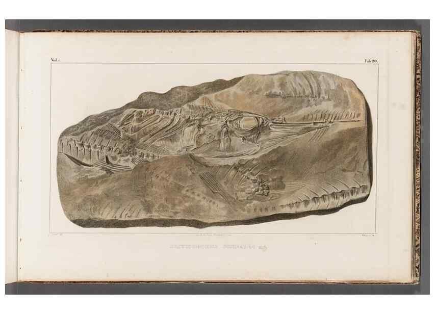 Reproducción/Reproduction 49639779088: Recherches sur les poissons fossiles ... /. Neuchatel :Petitpierre,1833-43.. 