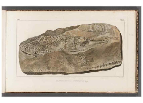 Reproducción/Reproduction 49639779088: Recherches sur les poissons fossiles ... /. Neuchatel :Petitpierre,1833-43.. 