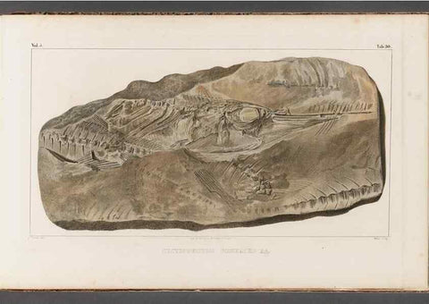 Reproducción/Reproduction 49639779088: Recherches sur les poissons fossiles ... /. Neuchatel :Petitpierre,1833-43.. 