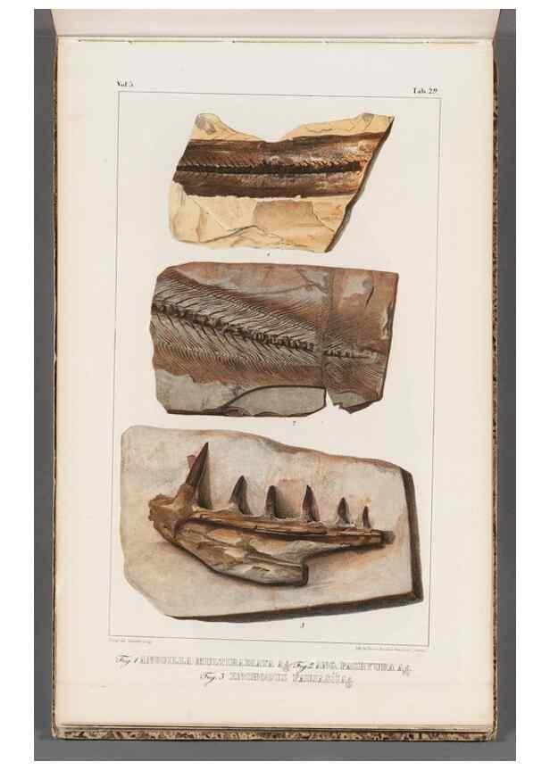 Reproducción/Reproduction 49640575232: Recherches sur les poissons fossiles ... /. Neuchatel :Petitpierre,1833-43.. 