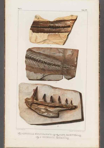 Reproducción/Reproduction 49640575232: Recherches sur les poissons fossiles ... /. Neuchatel :Petitpierre,1833-43.. 