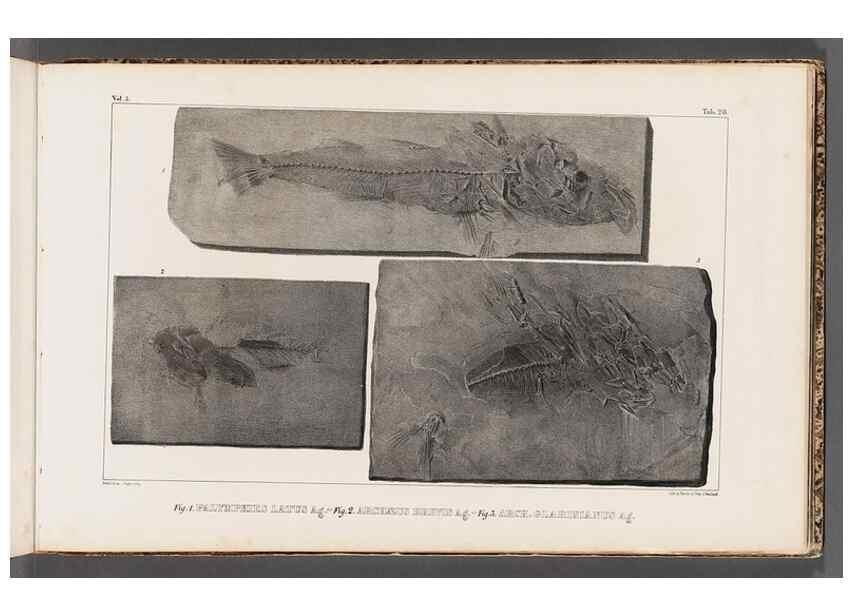 Reproducción/Reproduction 49640302266: Recherches sur les poissons fossiles ... /. Neuchatel :Petitpierre,1833-43.. 