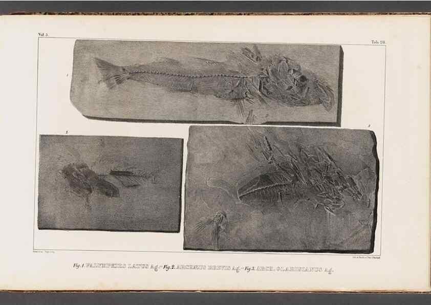 Reproducción/Reproduction 49640302266: Recherches sur les poissons fossiles ... /. Neuchatel :Petitpierre,1833-43.. 