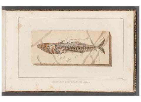 Reproducción/Reproduction 49640302026: Recherches sur les poissons fossiles ... /. Neuchatel :Petitpierre,1833-43.. 