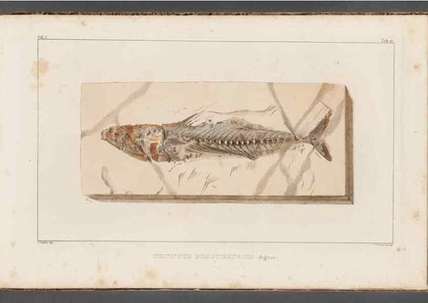 Reproducción/Reproduction 49640302026: Recherches sur les poissons fossiles ... /. Neuchatel :Petitpierre,1833-43.. 