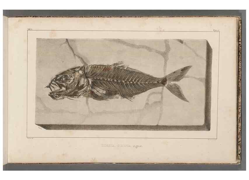 Reproducción/Reproduction 49640569492: Recherches sur les poissons fossiles ... /. Neuchatel :Petitpierre,1833-43.. 