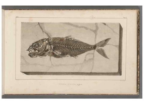 Reproducción/Reproduction 49640569492: Recherches sur les poissons fossiles ... /. Neuchatel :Petitpierre,1833-43.. 