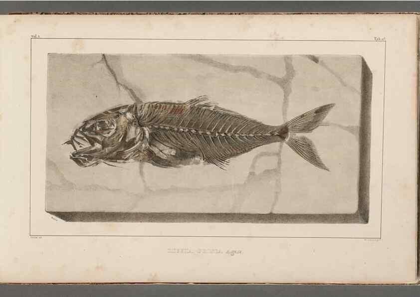 Reproducción/Reproduction 49640569492: Recherches sur les poissons fossiles ... /. Neuchatel :Petitpierre,1833-43.. 
