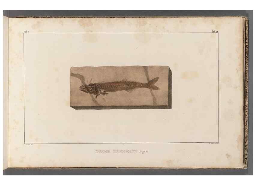 Reproducción/Reproduction 49640569772: Recherches sur les poissons fossiles ... /. Neuchatel :Petitpierre,1833-43.. 