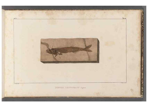 Reproducción/Reproduction 49640569772: Recherches sur les poissons fossiles ... /. Neuchatel :Petitpierre,1833-43.. 
