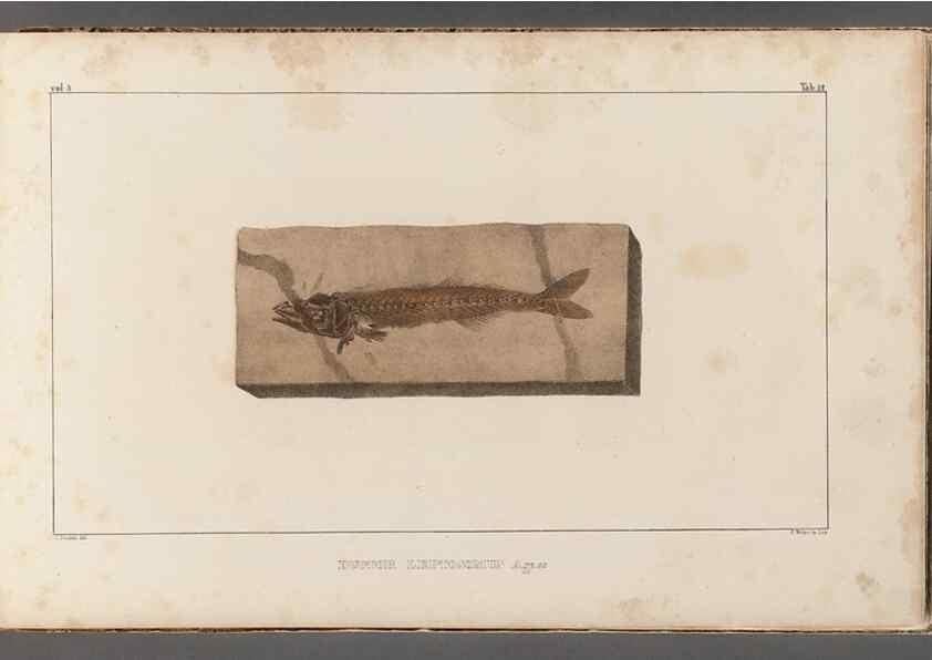 Reproducción/Reproduction 49640569772: Recherches sur les poissons fossiles ... /. Neuchatel :Petitpierre,1833-43.. 