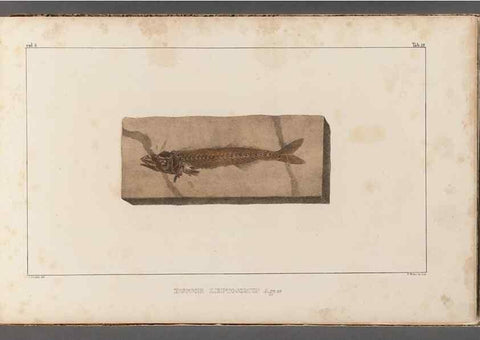 Reproducción/Reproduction 49640569772: Recherches sur les poissons fossiles ... /. Neuchatel :Petitpierre,1833-43.. 