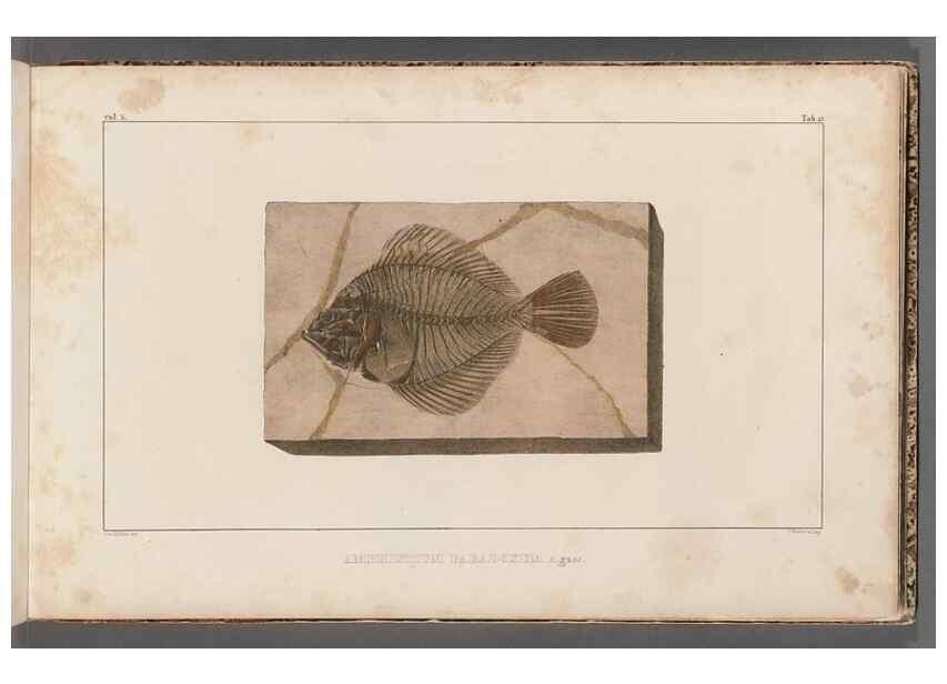 Reproducción/Reproduction 49640297301: Recherches sur les poissons fossiles ... /. Neuchatel :Petitpierre,1833-43.. 