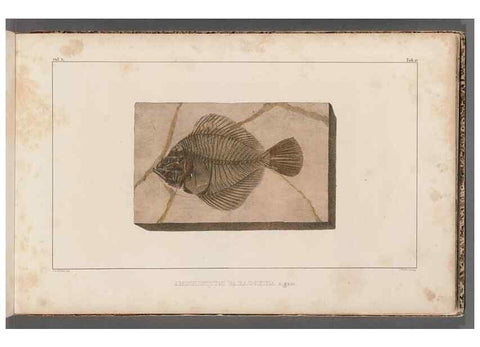 Reproducción/Reproduction 49640297301: Recherches sur les poissons fossiles ... /. Neuchatel :Petitpierre,1833-43.. 