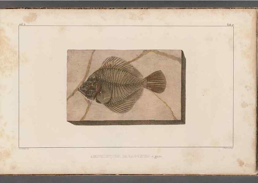 Reproducción/Reproduction 49640297301: Recherches sur les poissons fossiles ... /. Neuchatel :Petitpierre,1833-43.. 