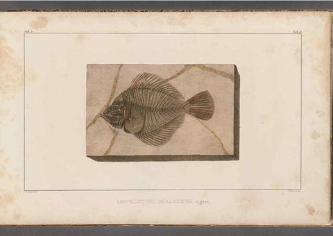 Reproducción/Reproduction 49640297301: Recherches sur les poissons fossiles ... /. Neuchatel :Petitpierre,1833-43.. 