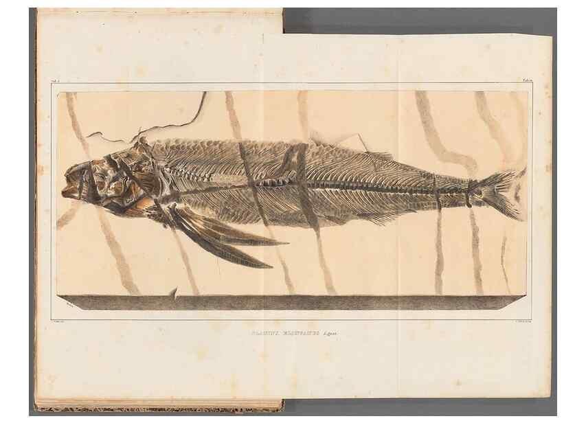 Reproducción/Reproduction 49639773698: Recherches sur les poissons fossiles ... /. Neuchatel :Petitpierre,1833-43.. 