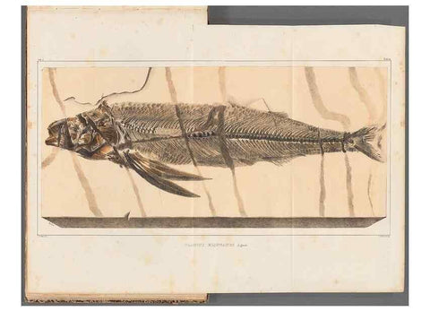 Reproducción/Reproduction 49639773698: Recherches sur les poissons fossiles ... /. Neuchatel :Petitpierre,1833-43.. 