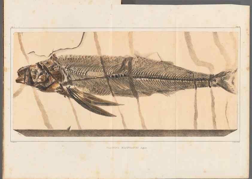 Reproducción/Reproduction 49639773698: Recherches sur les poissons fossiles ... /. Neuchatel :Petitpierre,1833-43.. 