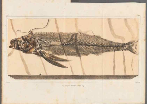 Reproducción/Reproduction 49639773698: Recherches sur les poissons fossiles ... /. Neuchatel :Petitpierre,1833-43.. 