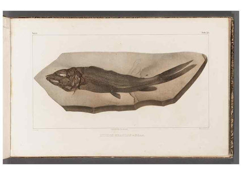Reproducción/Reproduction 49639773948: Recherches sur les poissons fossiles ... /. Neuchatel :Petitpierre,1833-43.. 