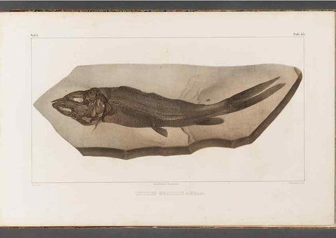 Reproducción/Reproduction 49639773948: Recherches sur les poissons fossiles ... /. Neuchatel :Petitpierre,1833-43.. 