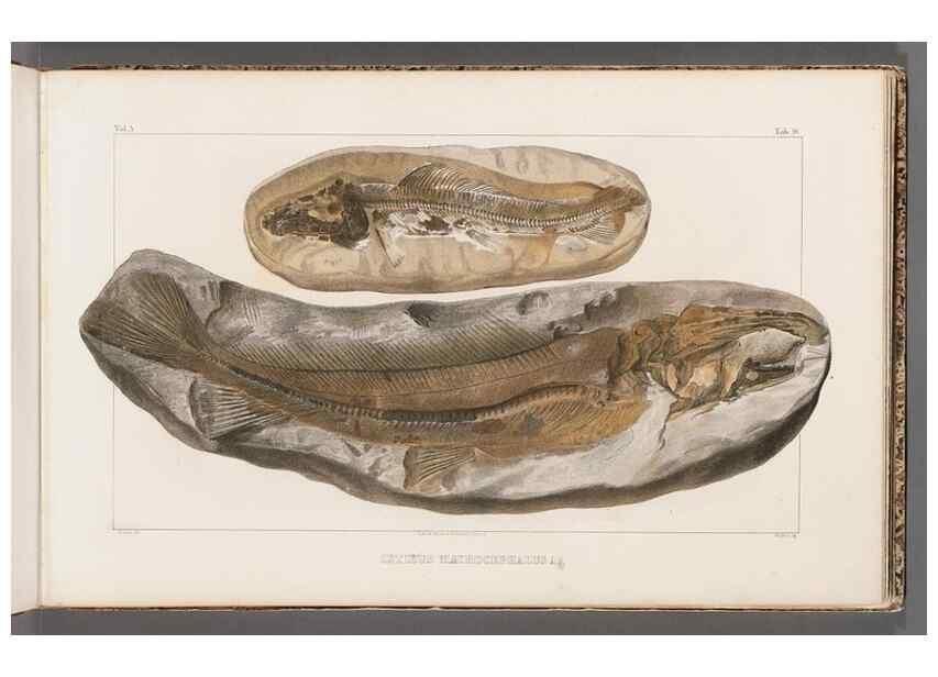 Reproducción/Reproduction 49640570877: Recherches sur les poissons fossiles ... /. Neuchatel :Petitpierre,1833-43.. 